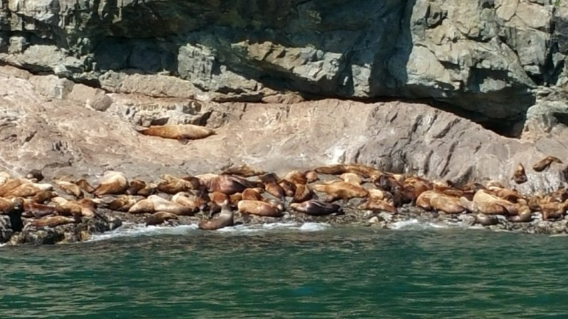 Steller sea lions Valdez