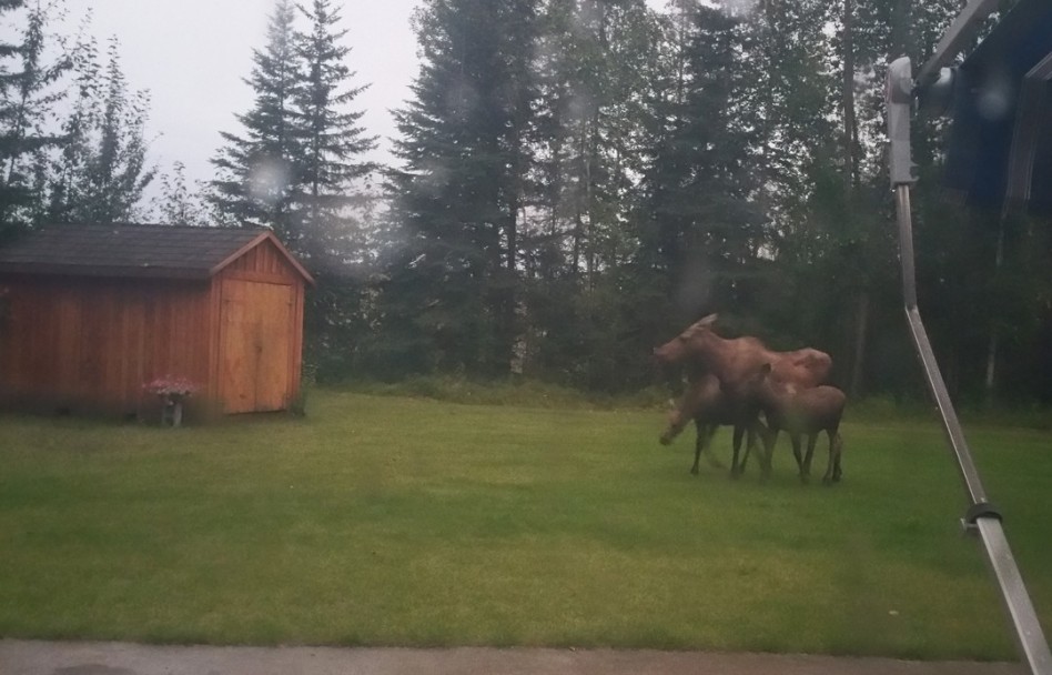 Moose-in-yard