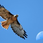 Red-tailed_Hawk_with_moon_over_Estero_Bay_CA_-_composition_red-tail-moon-composite-2630s_(323660913)[1]