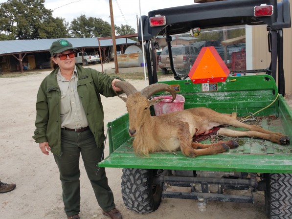 Christine-Aoudad