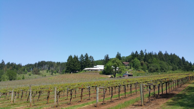 Airlie Vineyard