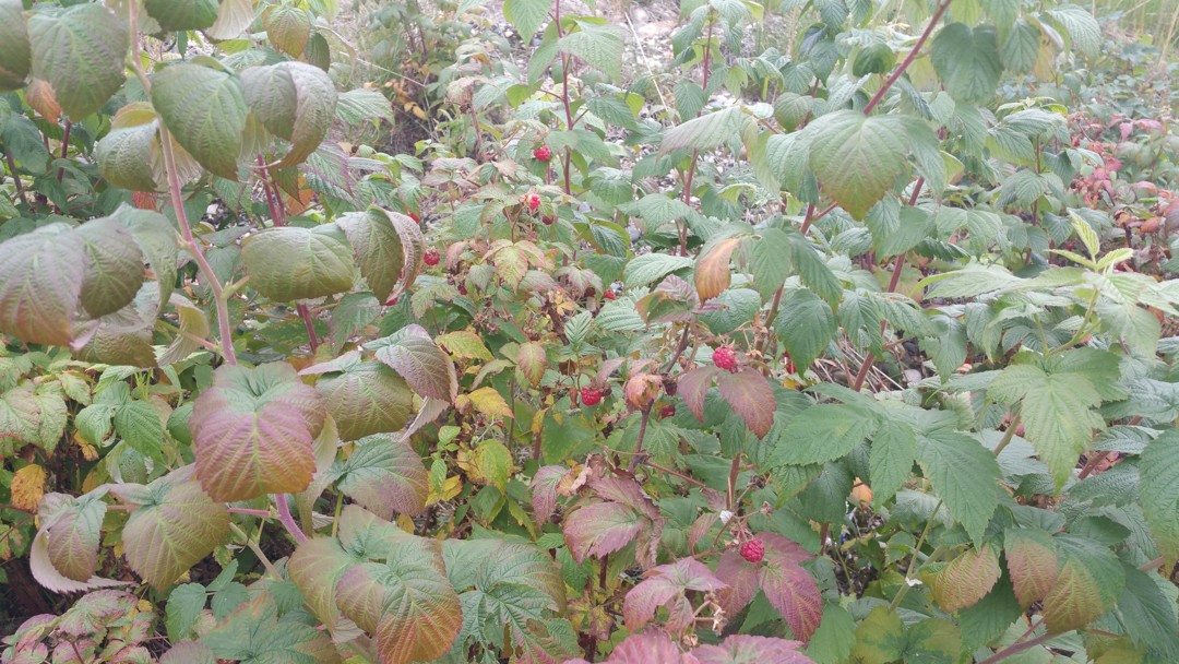 raspberry.bush