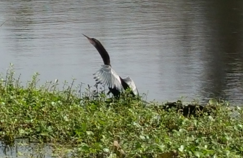 Anhinga