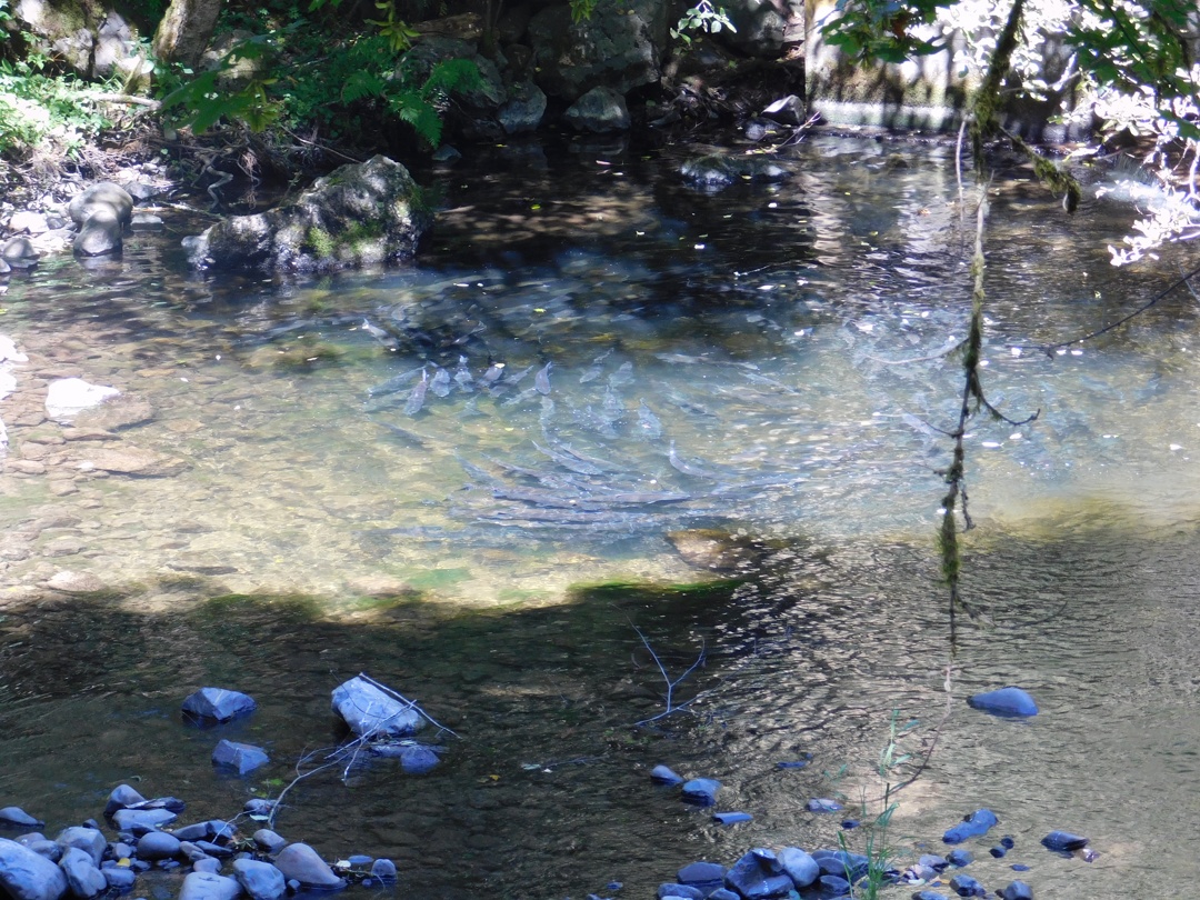 Chinook-inBigCreek