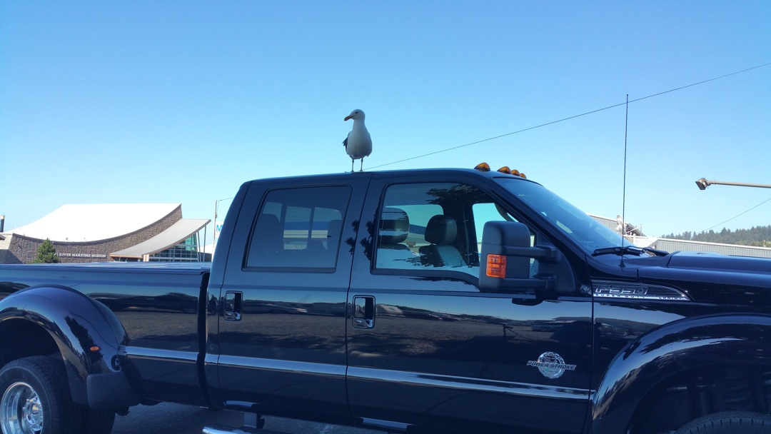 Gull-on-truck