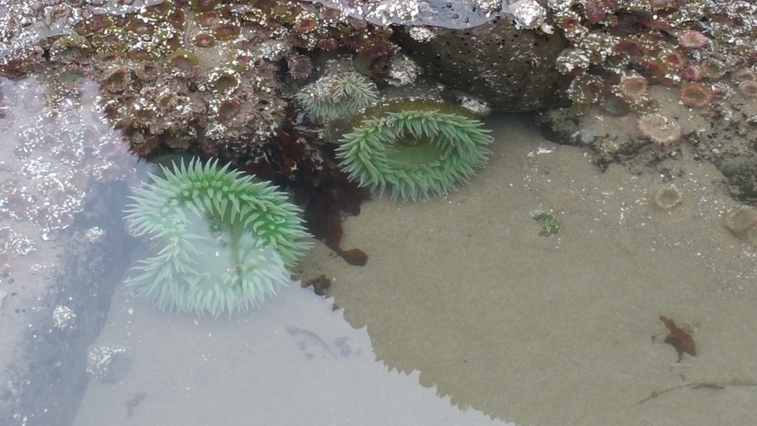 TidePools-anemones