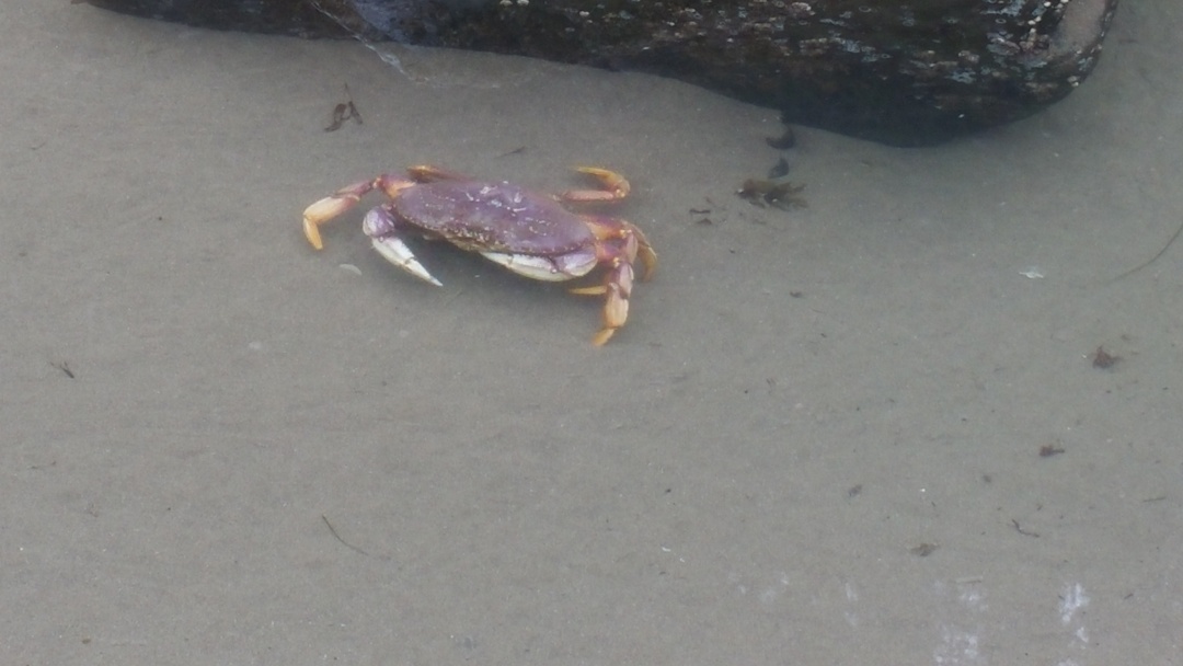 TidePools-lost.crab