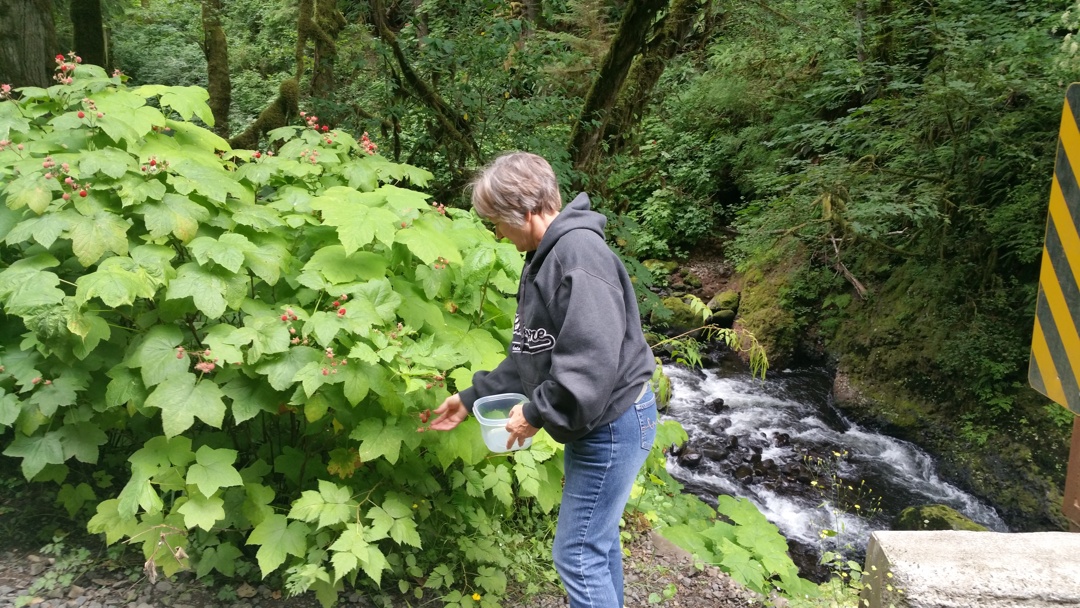 picking-berries