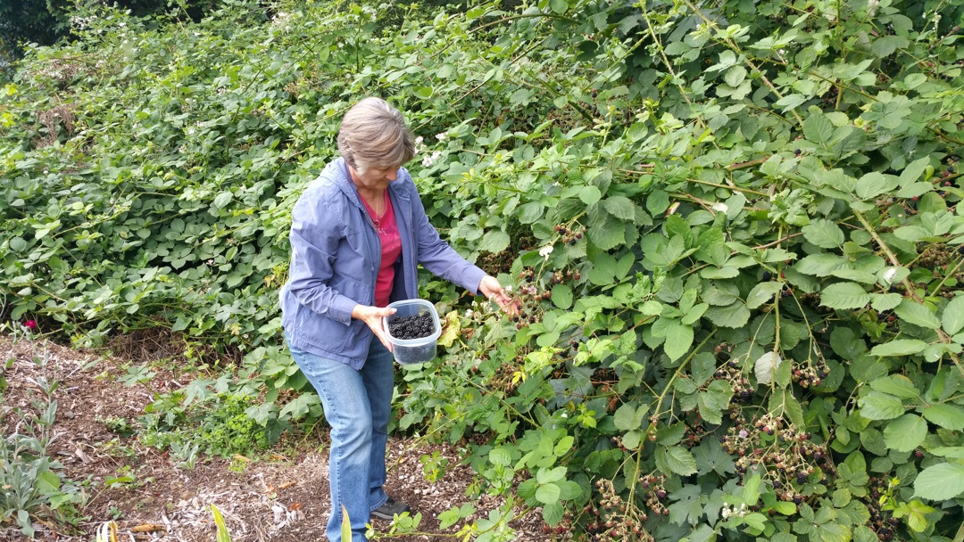 Blackberries.behind.RV