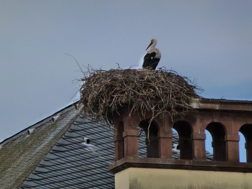 Strasborg Storks
